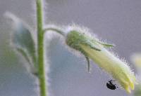 Nicotiana obtusifolia image