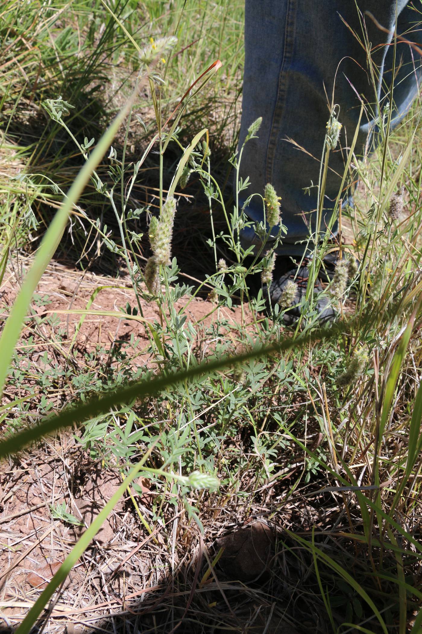 Dalea nana var. carnescens image