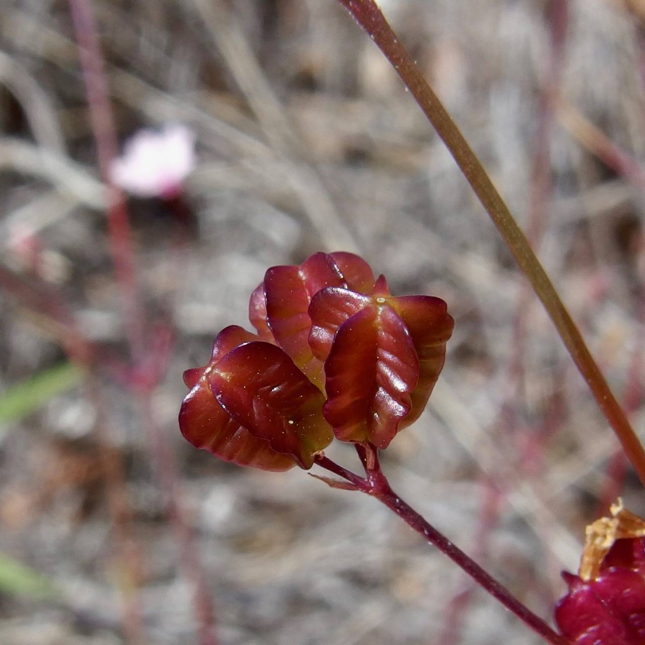 Boerhavia alata image