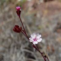 Boerhavia alata image