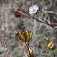 Boerhavia alata image