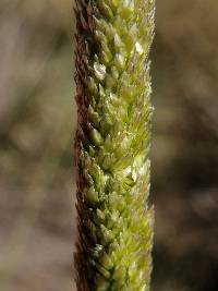 Image of Eragrostis spicata