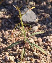 Eulobus californicus image