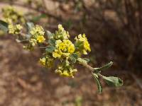 Image of Aloysia sonorensis