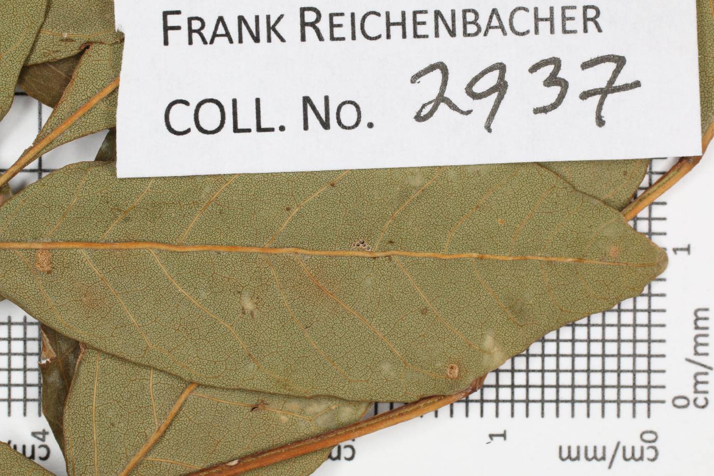 Fraxinus papillosa image