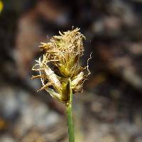 Carex agrostoides image