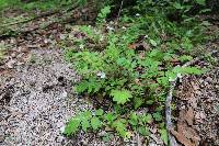 Phacelia platycarpa image