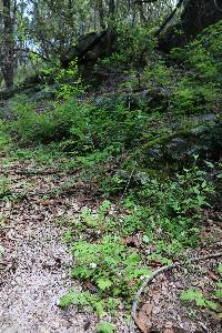 Phacelia platycarpa image