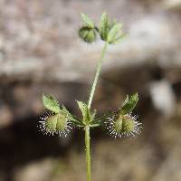 Galium proliferum image