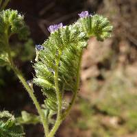 Phacelia sonoitensis image