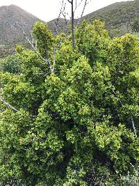 Rhamnus crocea image