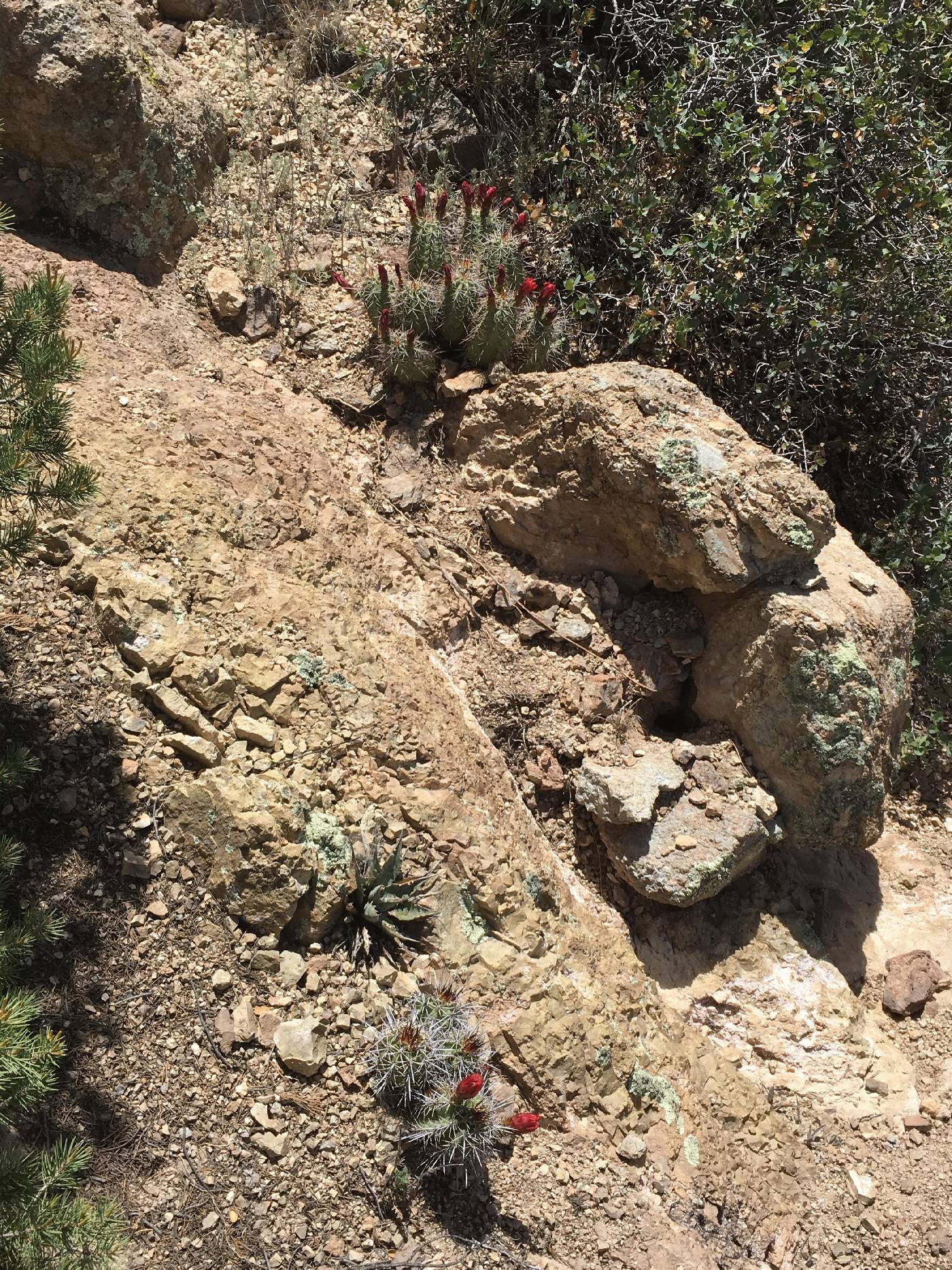 Echinocereus arizonicus subsp. arizonicus image
