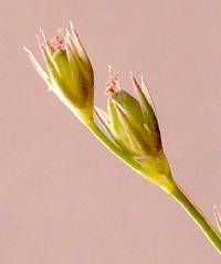 Juncus dudleyi image