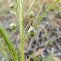 Hybanthus verticillatus image