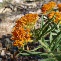 Asclepias tuberosa image