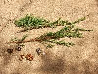 Cupressus sempervirens image