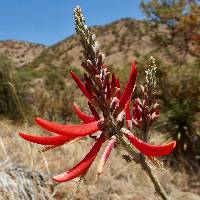 Erythrina flabelliformis image