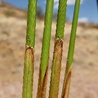 Juncus effusus subsp. austrocalifornicus image