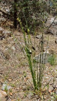 Juncus effusus subsp. austrocalifornicus image