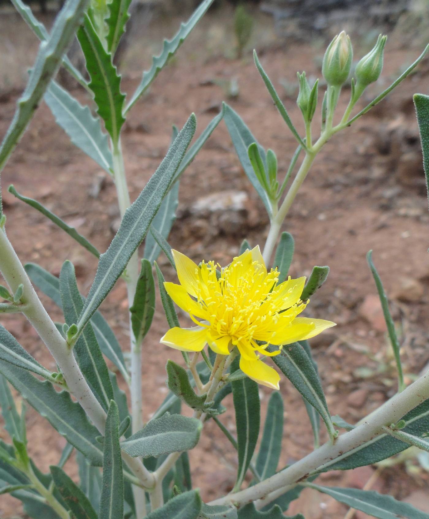 Mentzelia longiloba var. yavapaiensis image