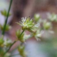 Juncus ensifolius image