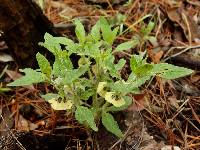 Physalis caudella image