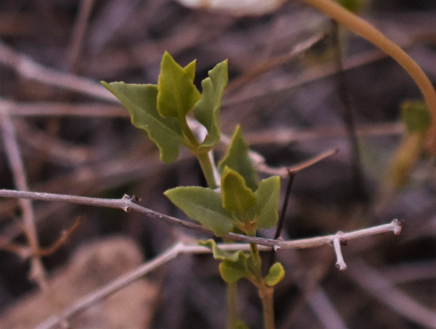 Acleisanthes longiflora image