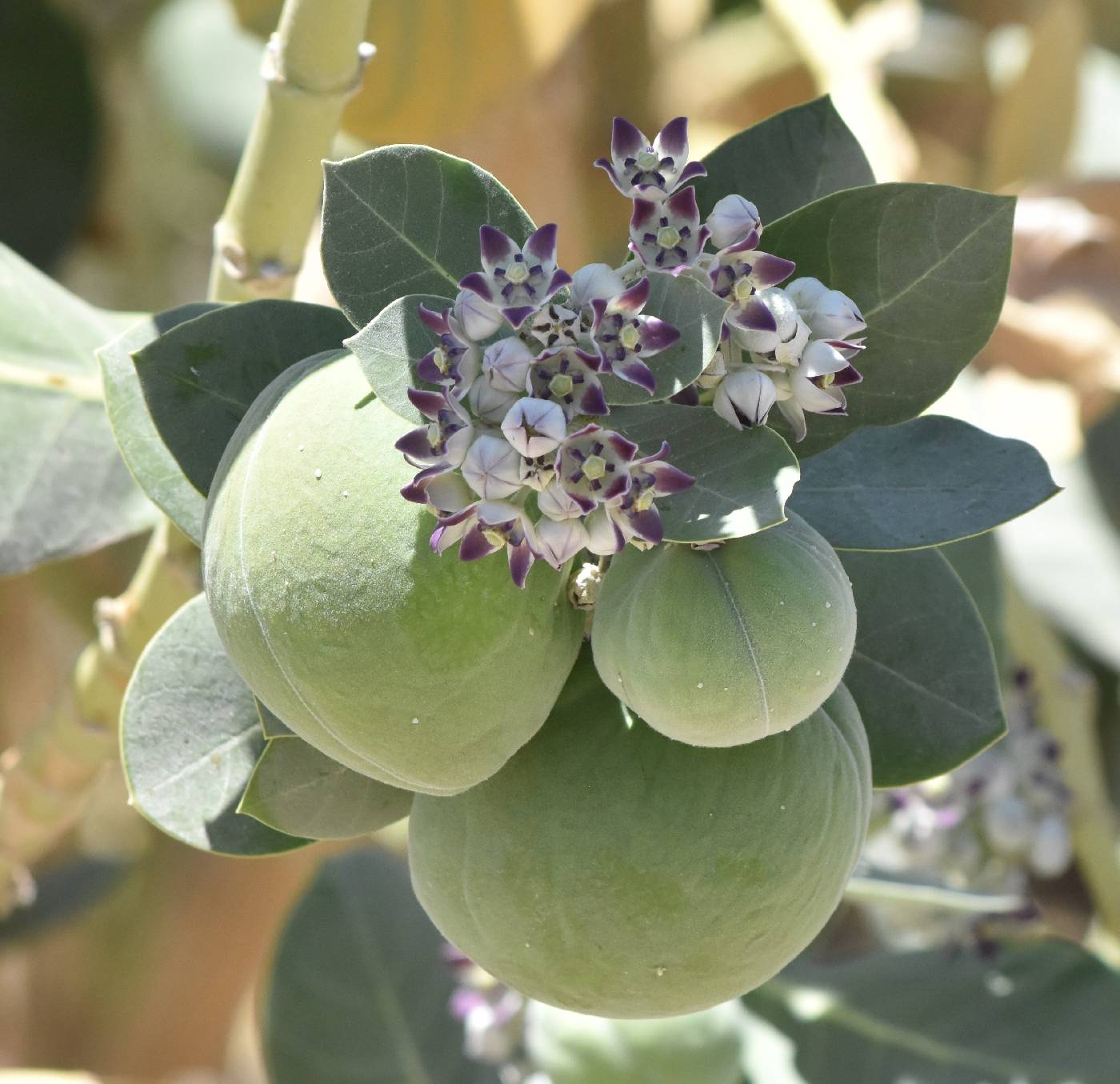 Calotropis procera image