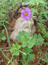 Oxalis latifolia image