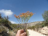 Eriogonum heermannii image