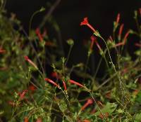 Ipomoea cristulata image