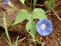 Ipomoea hederacea image