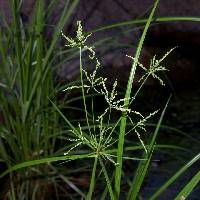 Image of Cyperus iria