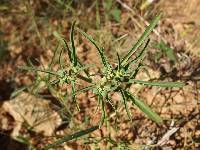 Euphorbia exstipulata image