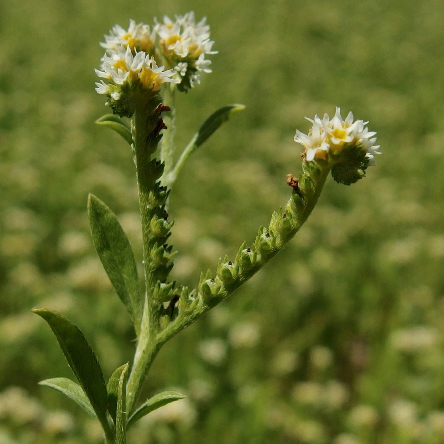 Euploca procumbens image