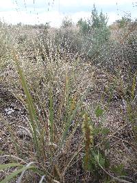 Dichromanthus michuacanus image