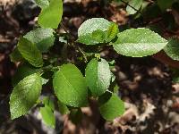 Frangula betulifolia image