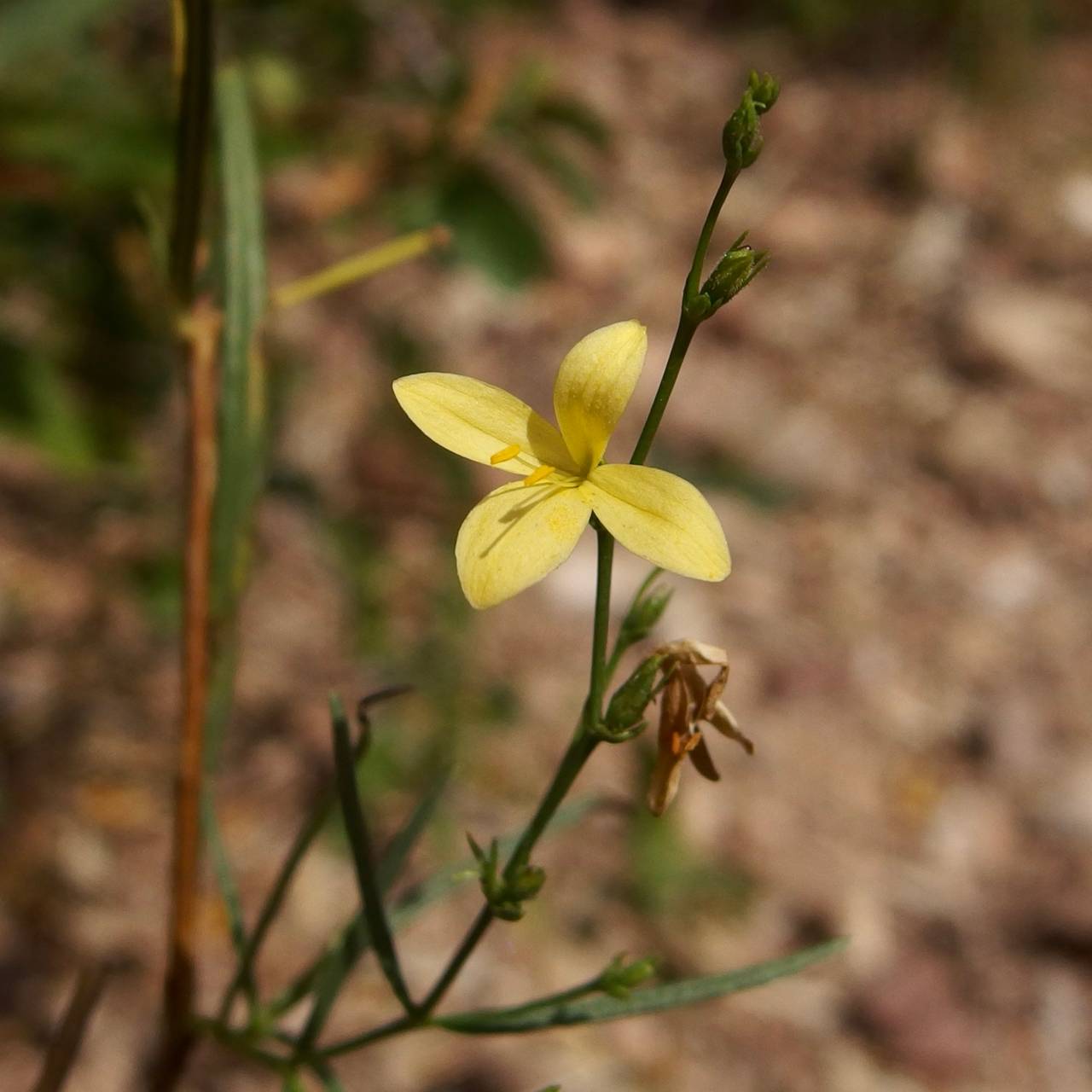 Carlowrightia pectinata image