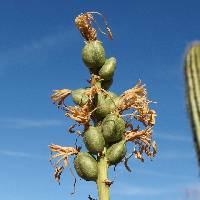 Agave felgeri image