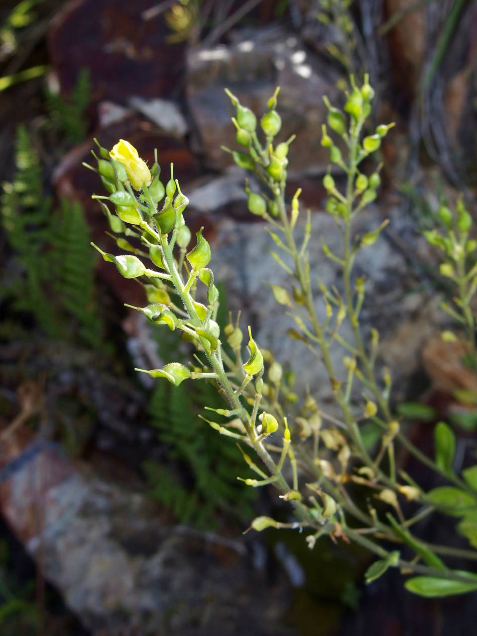 Draba petrophila image