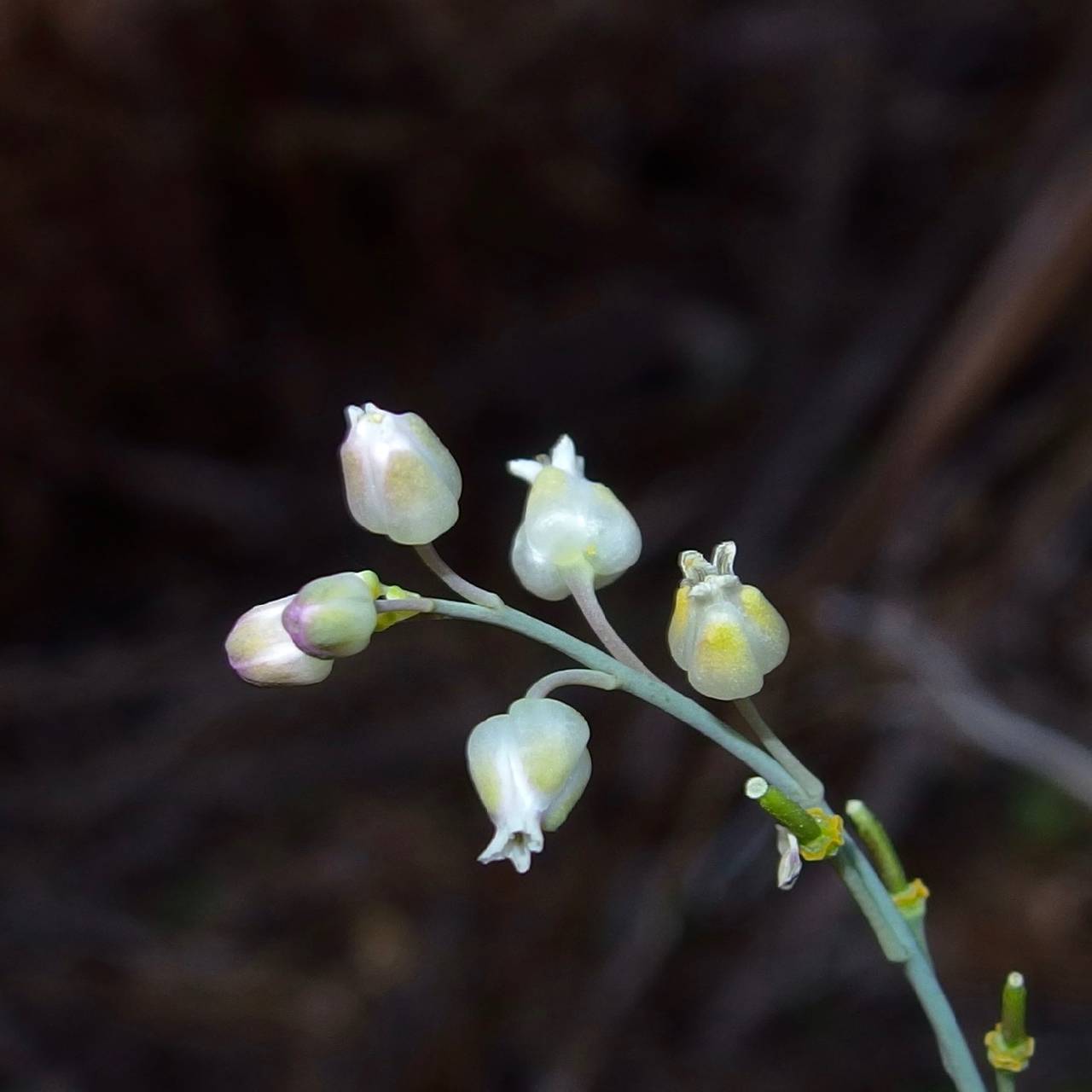 Pennellia tricornuta image