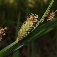 Carex thurberi image