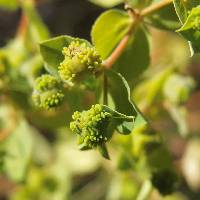 Euphorbia spathulata image