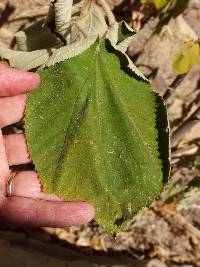 Helicteres baruensis image