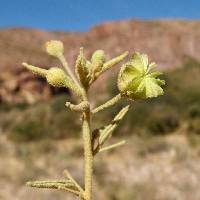 Horsfordia newberryi image