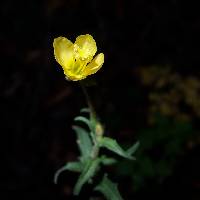 Oenothera laciniata image