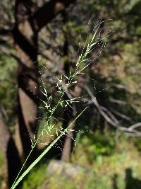 Image of Muhlenbergia tenuifolia