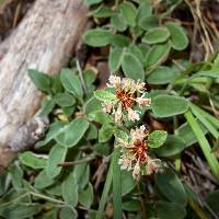 Eriogonum jamesii var. undulatum image