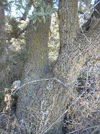 Quercus emoryi image
