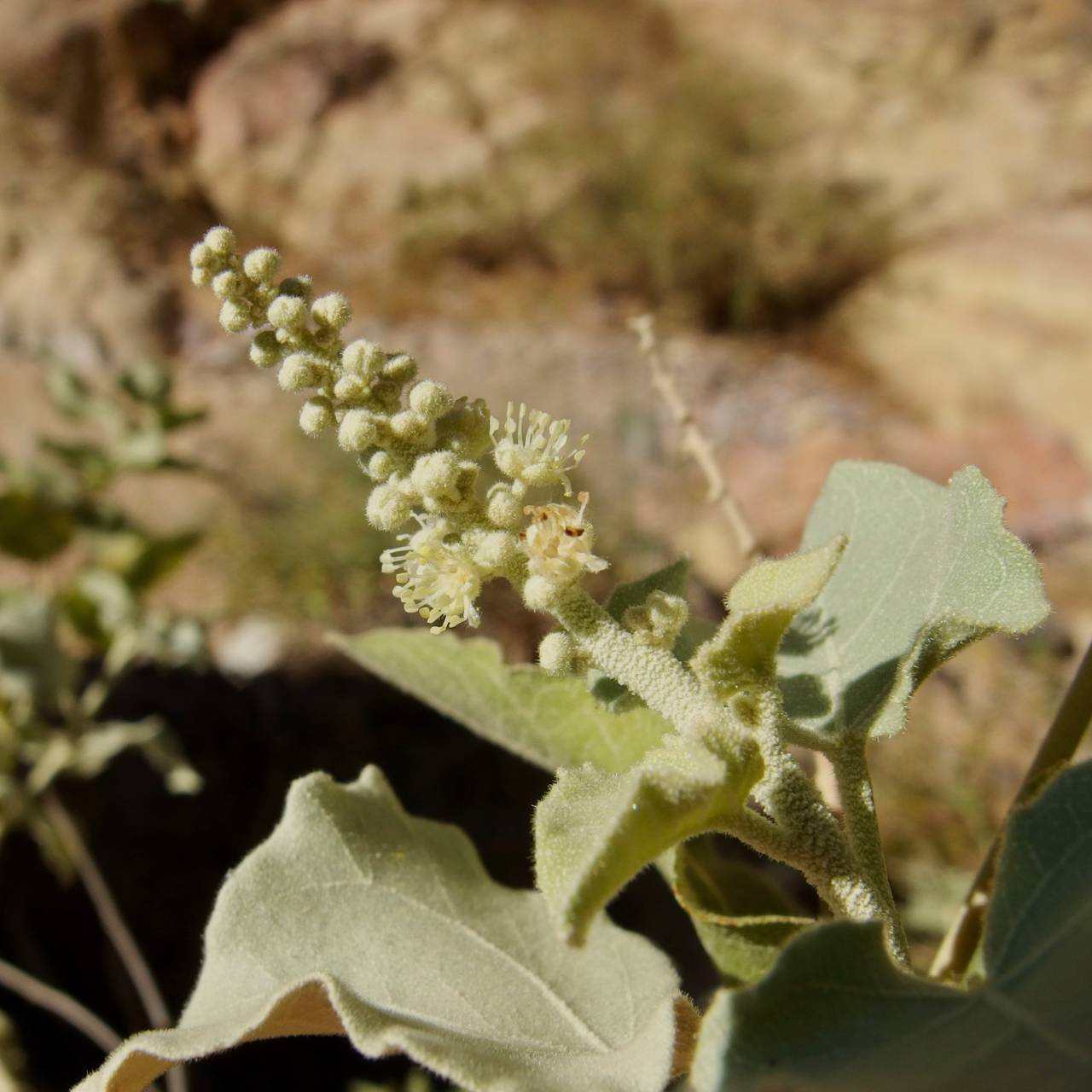 Croton magdalenae image